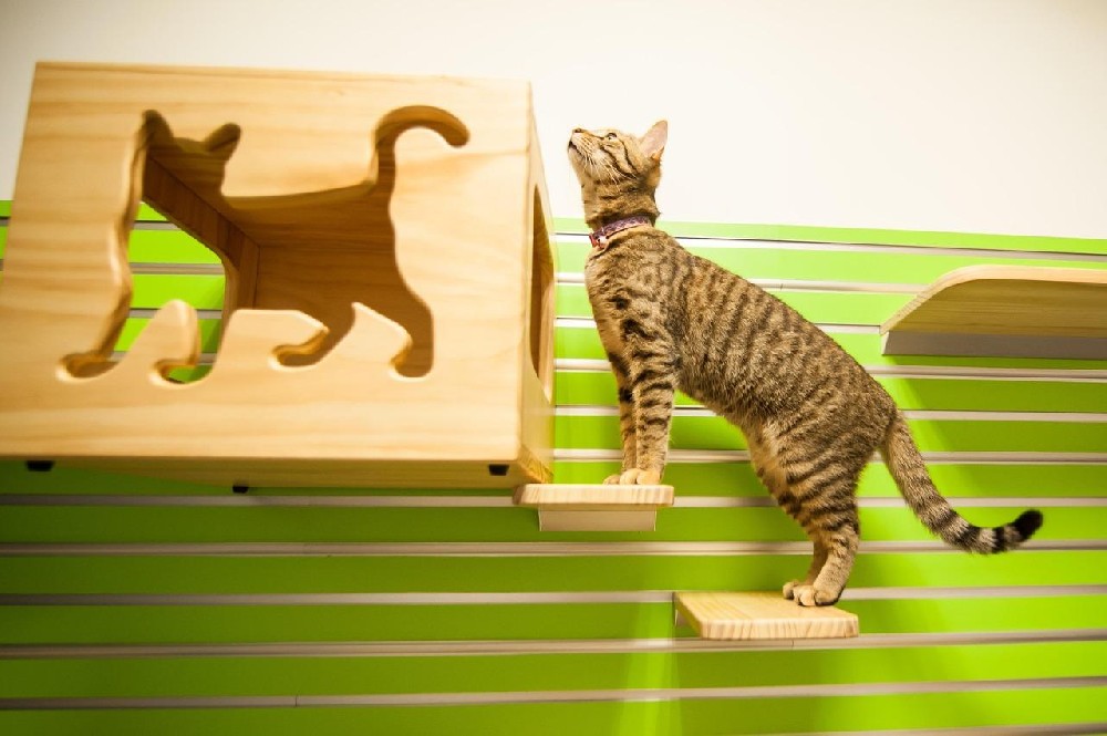 鲁西南小城曹县，靠宠物家居“闯入”全球养宠家庭-西邮物流