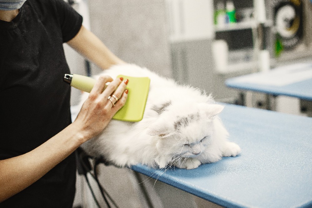 亚马逊黑五热销榜揭晓 宠物粘毛器月销2.6万件领跑-西邮物流